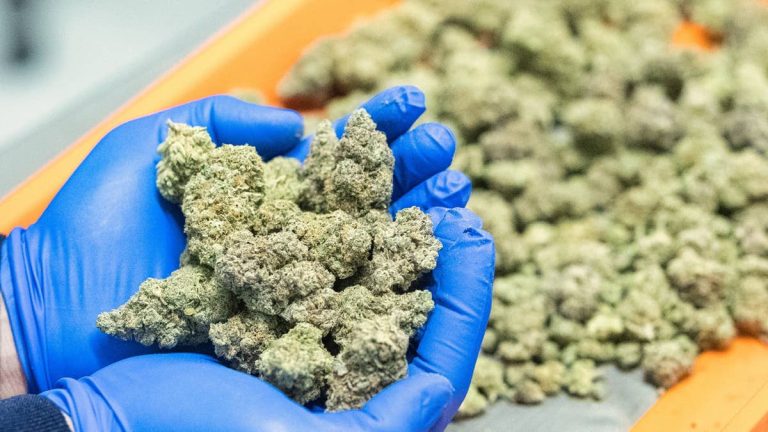 Cannabis company abruptly closes all stores amid lawsuits
