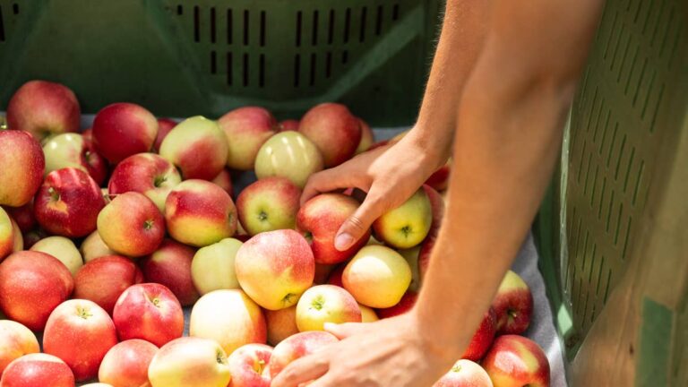 Major fruit grower lays off nearly 1,000 workers